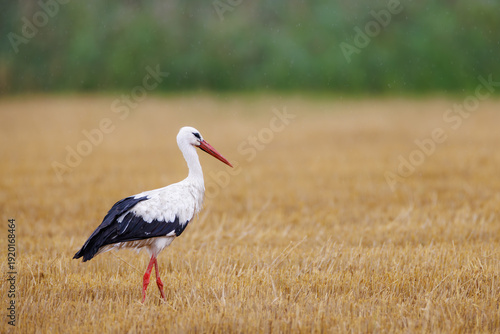 White stork (Ciconia ciconia) walking through a harvested field carrying a twig in its beak, elegant long-legged bird searching for nesting material in natural rural habitat.