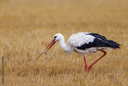White stork (Ciconia ciconia) walking through a harvested field carrying a twig in its beak, elegant long-legged bird searching for nesting material in natural rural habitat.