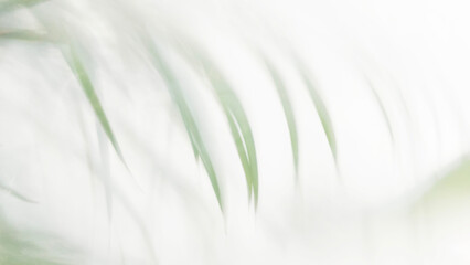 High-key abstract background of white frosted glass with soft blurry silhouettes of green palm leaves behind it creating clean minimalist and serene botanical aesthetic