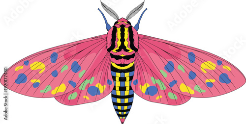Colorful Moth with Pink Wings Spread on White Background