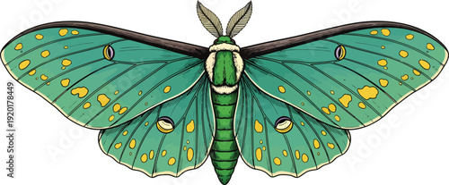 Green Moth with Yellow Spots on Wings Isolated on White Background