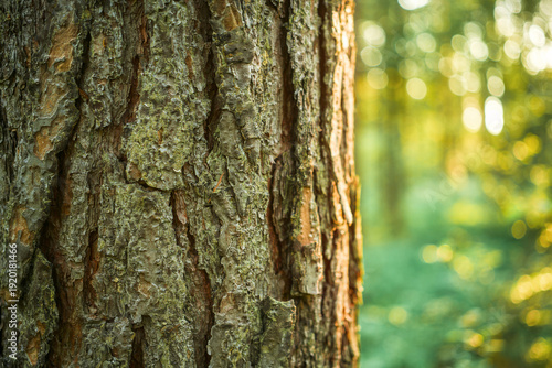 Foto Close up texture of a tree trunk