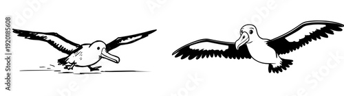 A cartoon albatross with a large wingspan and a big beak