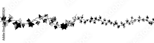 Elegant ivy vine