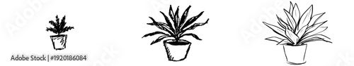 Elegant Yucca Plant in a Rough Sketch Vase