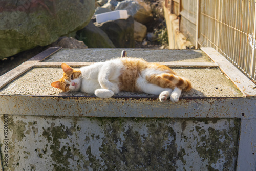 ginger cat is resting on a concrete block outside