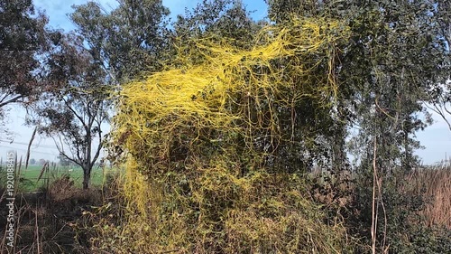 Thick mass of parasitic yellow dodder vines tangling over green bushes in a sunny rural field