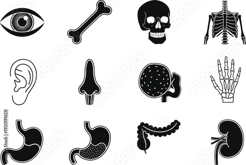 Human anatomy black and white vector icon set with skull, bones, organs, eye, ear, skeleton hand, and digestive system illustration collection