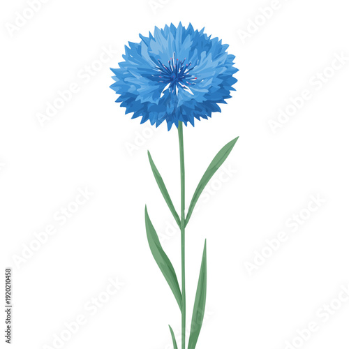 2D flat vector illustration of Cornflower Bachelors Button, clean and minimal icon style, isolated on white background.