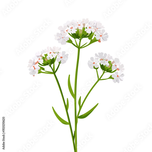 Simple flat 2D vector graphic of Verbena Flower, modern icon look, displayed on a pure white background.