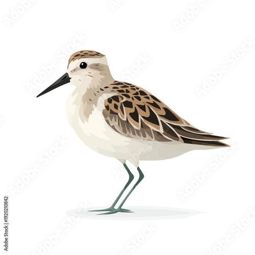 Quadro em tela Modern flat 2D vector illustration of Sandpiper, clean and minimal design, isolated on white background