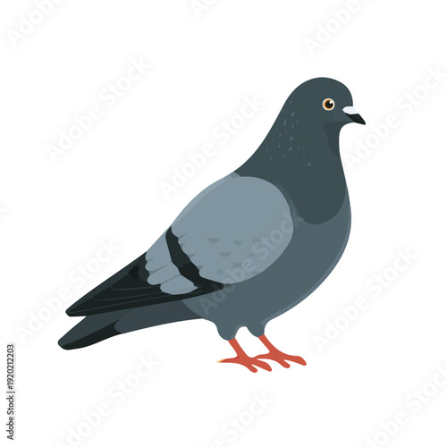 Pigeon, modern 2D flat vector illustration in icon style, isolated on pure white background.