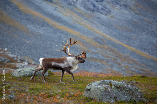 Konstfotografi Majestic reindeer with wide branching antlers walking across colorful tundra, moss and low shrubs under soft daylight, scattered rocks in background, crisp wildlife photography
