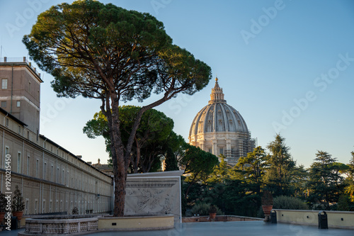 Photography St. Peter's Basilica Dome and Pine Tree