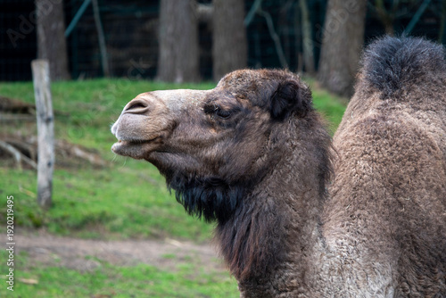 Close-Up Portrait of a Camel in a Zoo Enclosure Showing Expressive Face and Texture