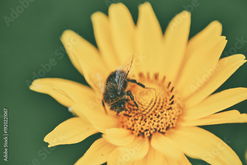Close-up of bee pollinating vibrant heliopsis flower in soft natural light