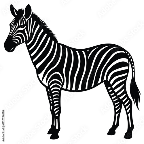 Set of african zebra side and front view cartoon animal design flat vector illustration isolated on white background