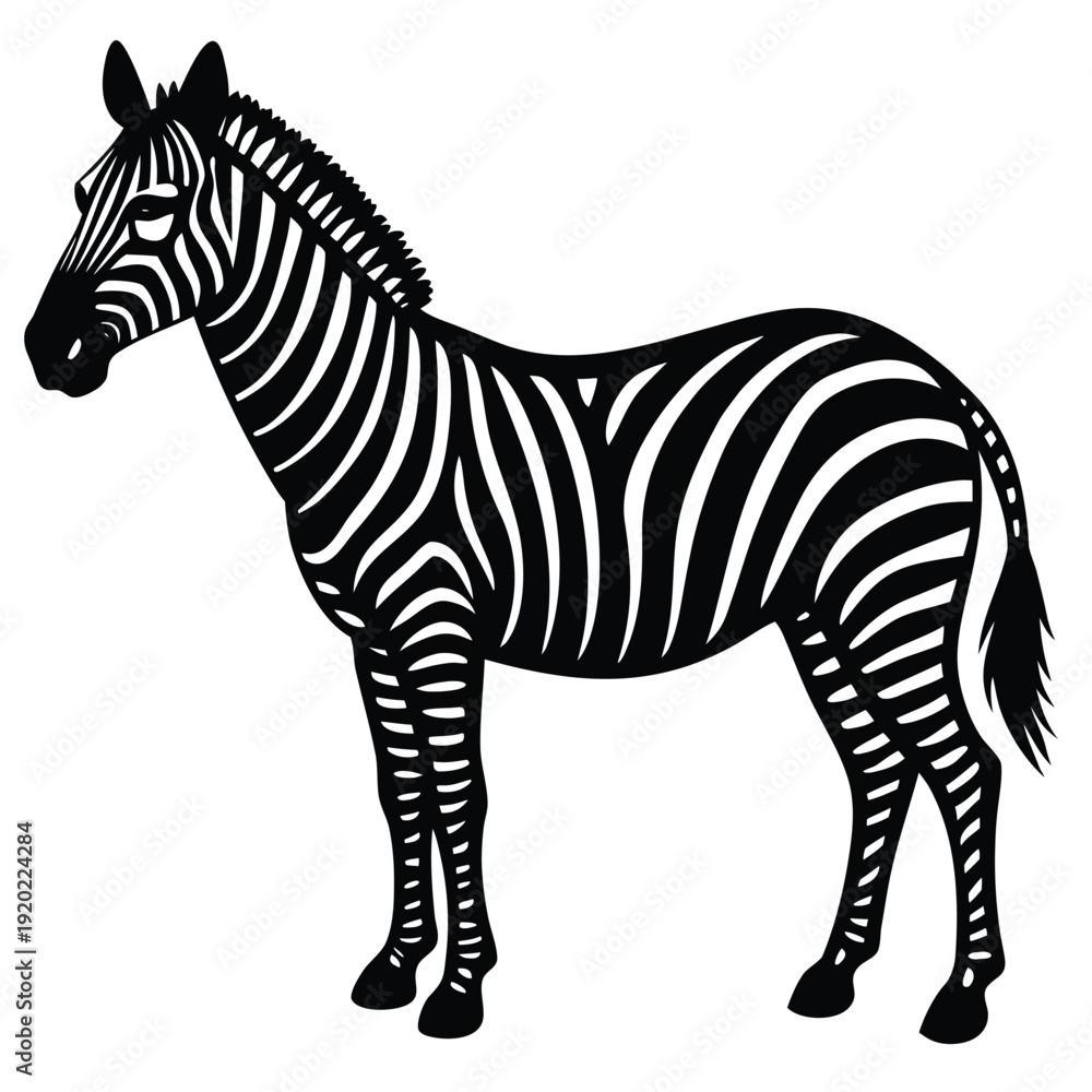 Obraz premium Set of african zebra side and front view cartoon animal design flat vector illustration isolated on white background