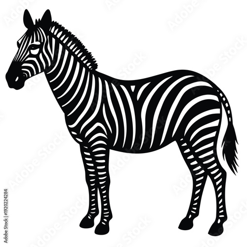 Set of african zebra side and front view cartoon animal design flat vector illustration isolated on white background