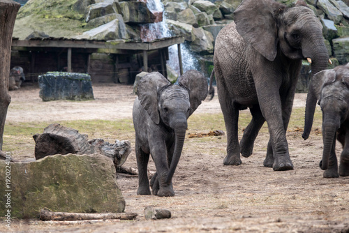 Baby Elephant Walking With Mother and Herd In A Rocky Zoo Habitat With Waterfall Background