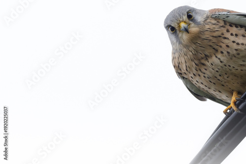 Common kestrel (Falco tinnunculus) hunting in Belgium, hovering falcon in rural landscape