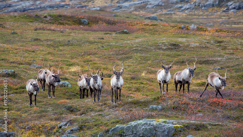 Cuadro en lienzo Herd of reindeer standing alert on vibrant tundra plain, antlers rising against rolling Arctic hills, moss and red shrubs covering rocky ground, detailed wildlife scene, northern wilderness, Norway