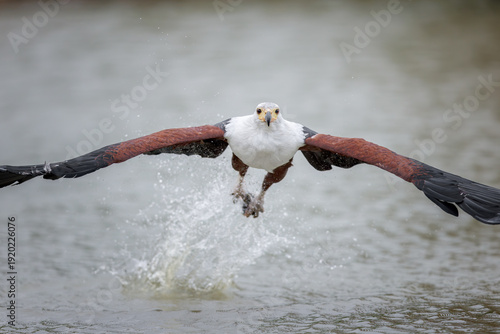 African fish eagle (Haliaeetus vocifer) on lookout near water, iconic African raptor.  In natural environment Kenya, Lake Naivasha