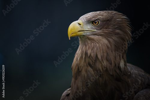 White-tailed eagle (Haliaeetus albicilla)  portrait, largest European eagle
