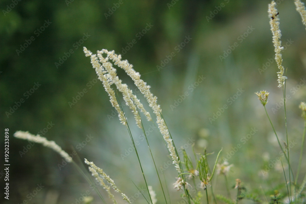 Fototapeta premium grass in the wind
