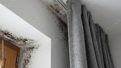 Black mold growing on a wall and window frame next to a curtain. Concept of dampness, health hazard, and property damage from fungus.