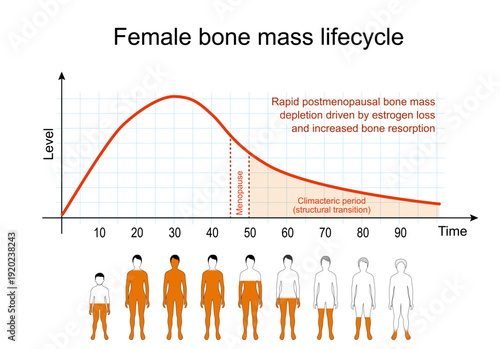 Female bone mass lifecycle.