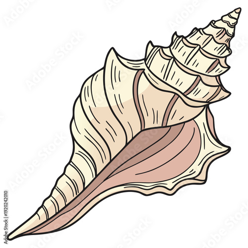 This realistic conch shell vector features detailed ridges, natural textures, and accurate shading. Ideal for marine education, beach decor prints, seafood branding, and coastal tourism materials.