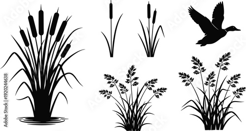 Wetland plants and flying duck silhouette collection with cattail reeds and marsh grasses, natural habitat scene, flat vector illustration