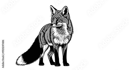 Detailed black and white fox illustration, graphic art drawing of a standing wild animal, vintage woodcut or linocut style