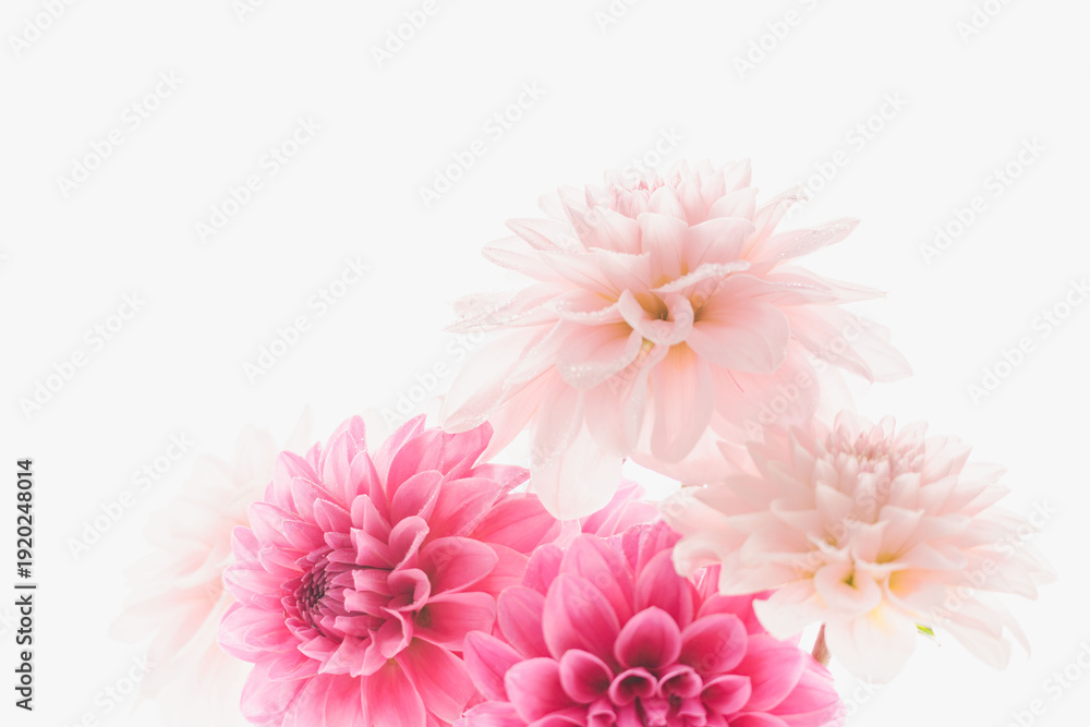 Obraz premium 濃いピンク色と薄ピンク色のダリアの花を白背景で室内撮影06