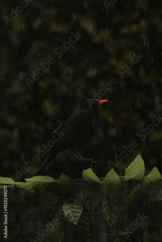 mirlo bajo la lluvia