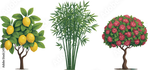 Lemon tree, bamboo plant and flowering rose tree vector illustration isolated on white background botanical design