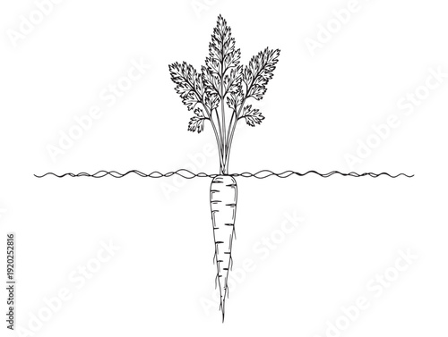 A black and white image of a plant with a long stem and leafy top intersecting with a wavy line