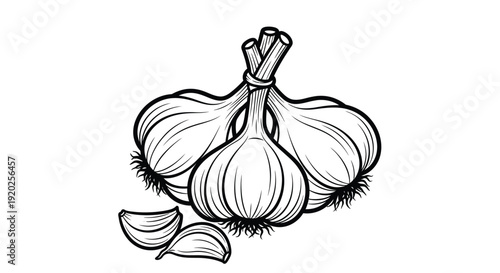 A detailed illustration of garlic bulbs and cloves black and white silhouette