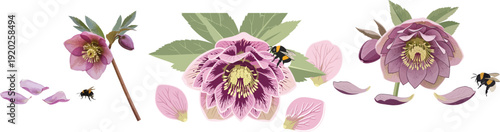 Pink lady s slipper orchid flowers and petals isolated on white background