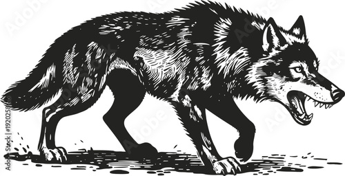 fierce wolf snarling and walking forward black and white wild animal illustration with detailed fur and sharp eyes