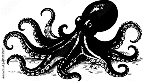 Vintage octopus illustration with detailed tentacles and suction cups in black and white