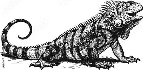 Black and white illustration of an iguana lizard with detailed scales and spines in a side view