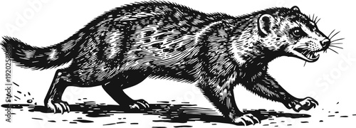 Black and white illustration of a fierce wolverine walking with sharp teeth and claws exposed