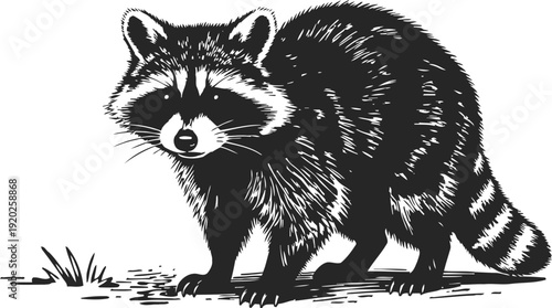black and white raccoon illustration with detailed fur texture standing near grass