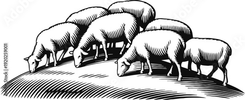 sheep grazing on a hillside group of five grazing sheep in black and white vintage