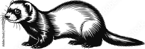 black and white illustration of a ferret side view detailed sketch animal, wild mammal, pet and nature drawing