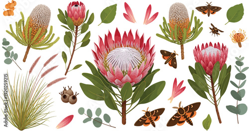 Colorful illustration of protea flowers and butterflies with various leaves and foliage in a botanical style