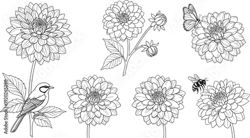 Detailed dahlia flower line art vector set featuring blooming garden flora with butterfly bee bird and buds for botanical coloring books.