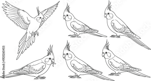 Hand drawn cockatiel vector line art set featuring various parrot poses including flying perched and feeding for bird themed illustrations.